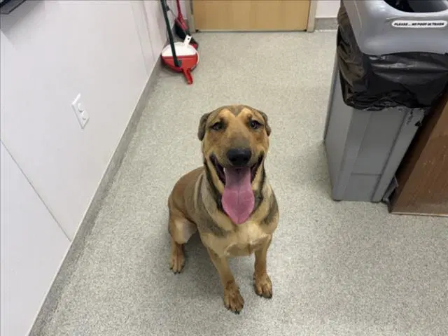 Roger - English Coonhound