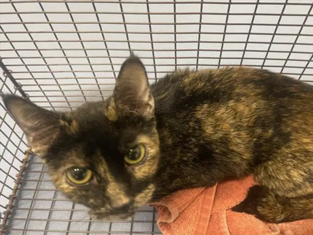 Robin - Domestic Short Hair