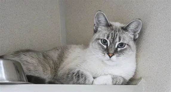 Starlight - Siamese
