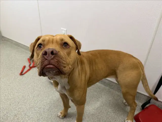 Ginger - Staffordshire Bull Terrier