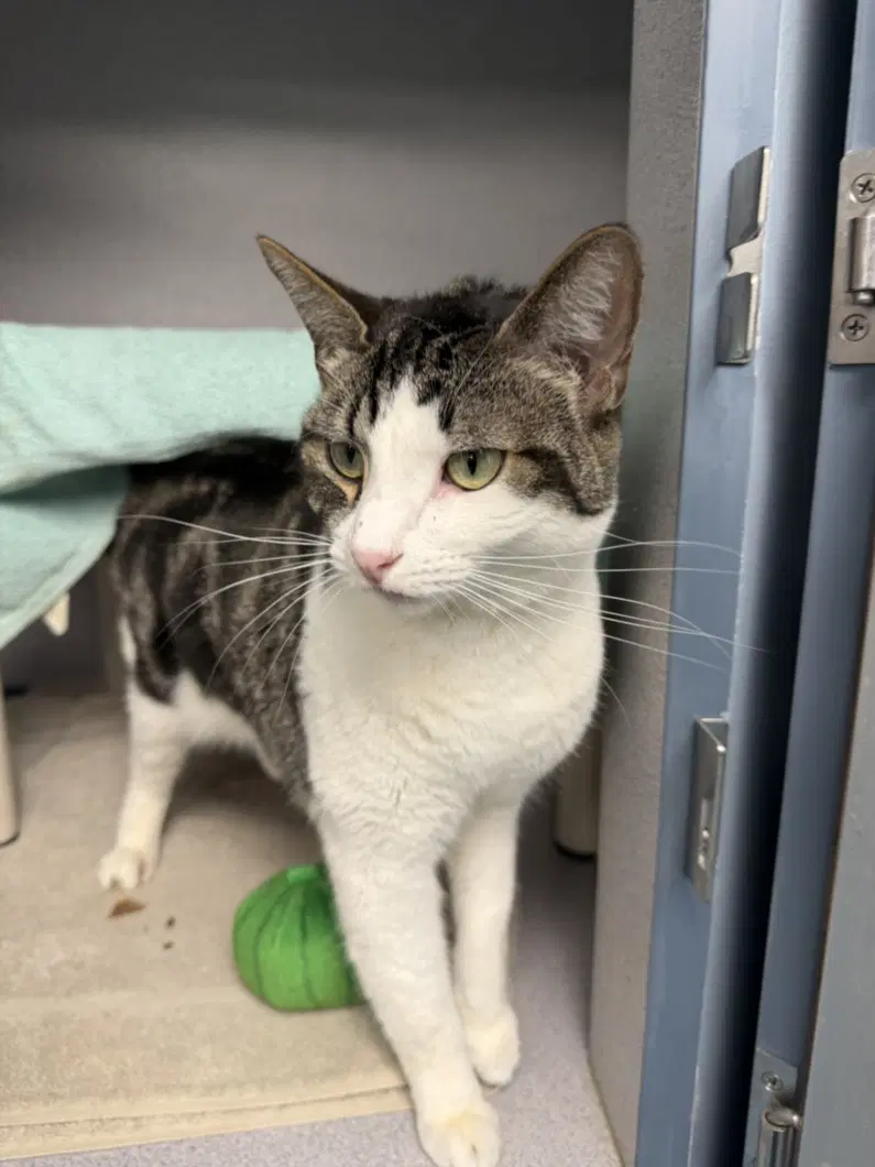 Unicorn - Domestic Short Hair