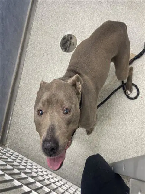 Deja Blue - Pit Bull Terrier