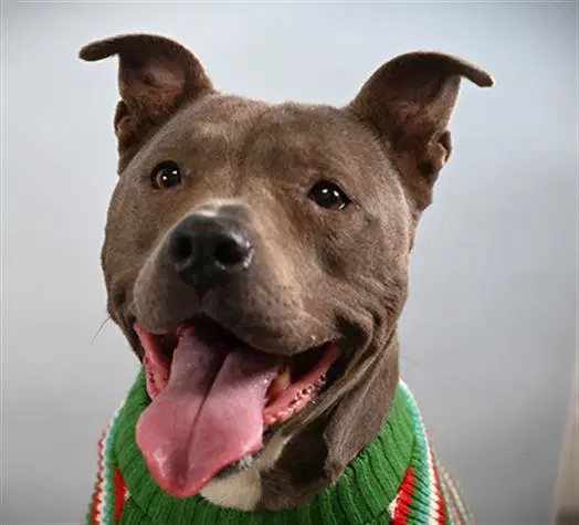 Deja Blue - Pit Bull Terrier