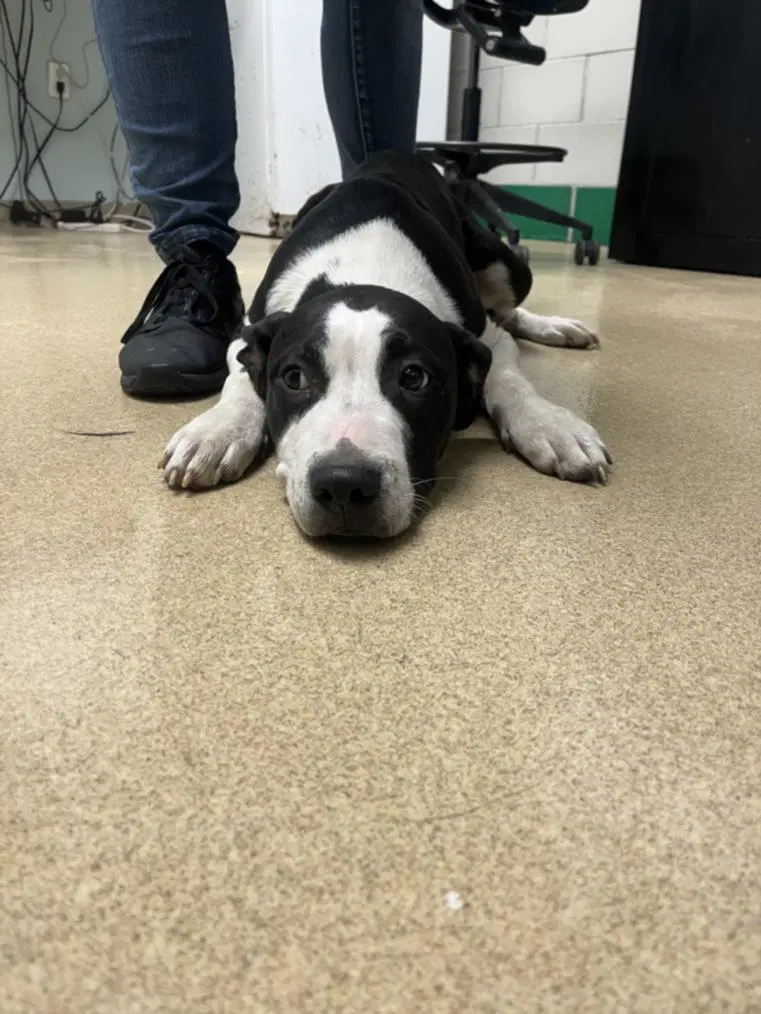 Jackson Storm - Pit Bull Terrier