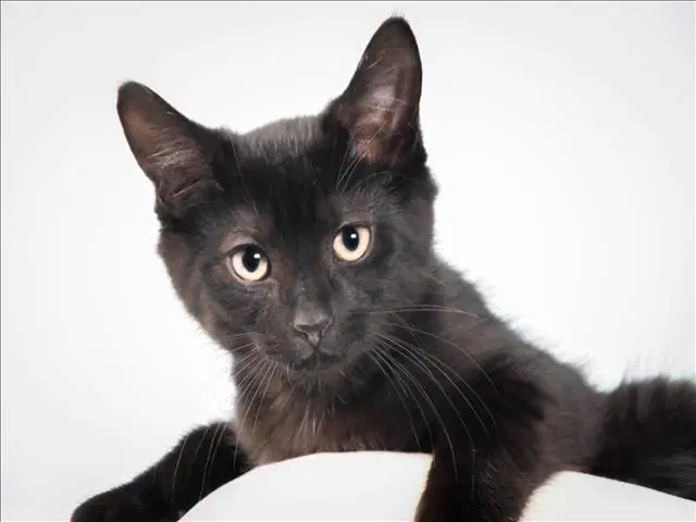 Syrah - Domestic Short Hair