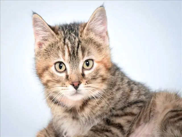 Lucy - Domestic Short Hair