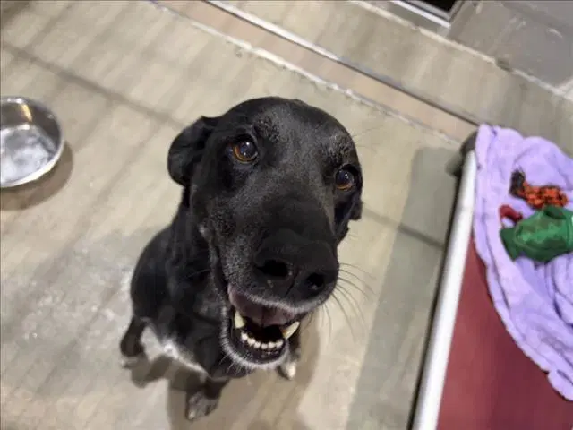 Nala - German Shorthaired Pointer