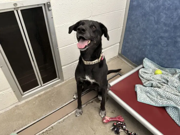 Nala - German Shorthaired Pointer