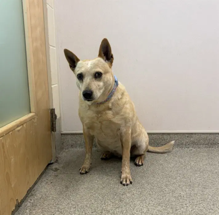 Banjo - Australian Cattle Dog/Blue Heeler
