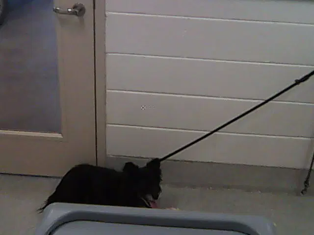 Shadow Fax - Border Collie
