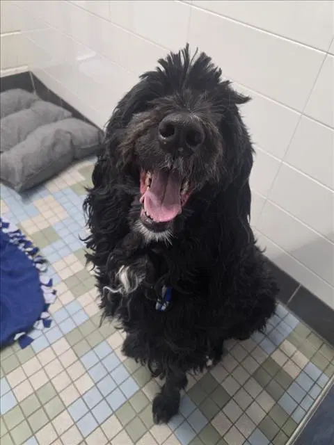 Trooper - Poodle (Standard)