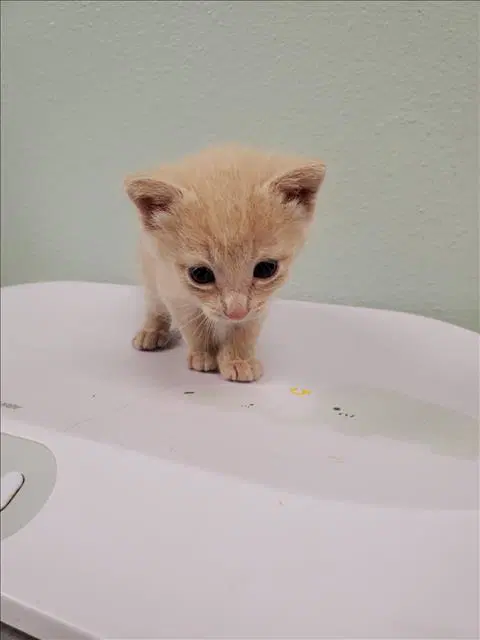 Rocky - Domestic Short Hair