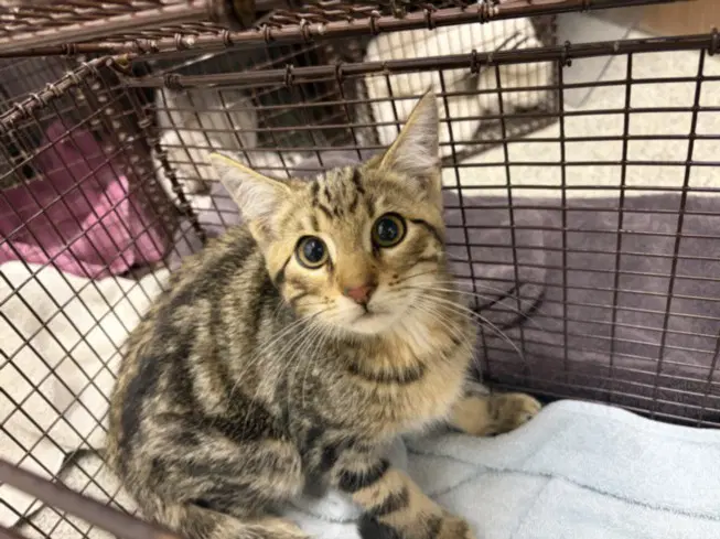 Billy Bob - Domestic Short Hair