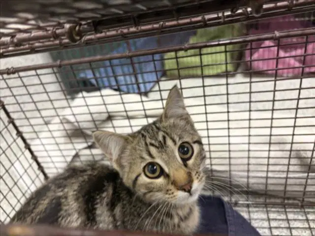 Sarah Star - Domestic Short Hair