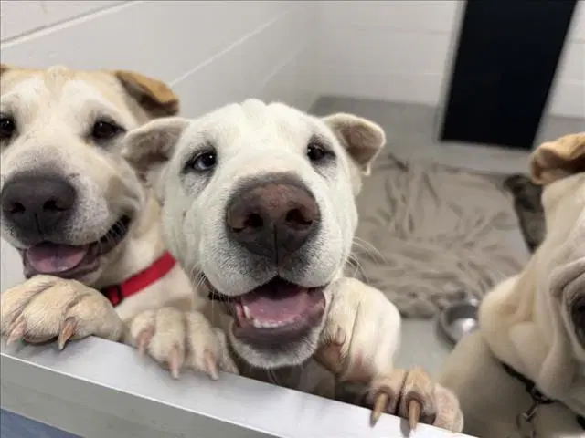 Snow White - Chinese Shar-Pei
