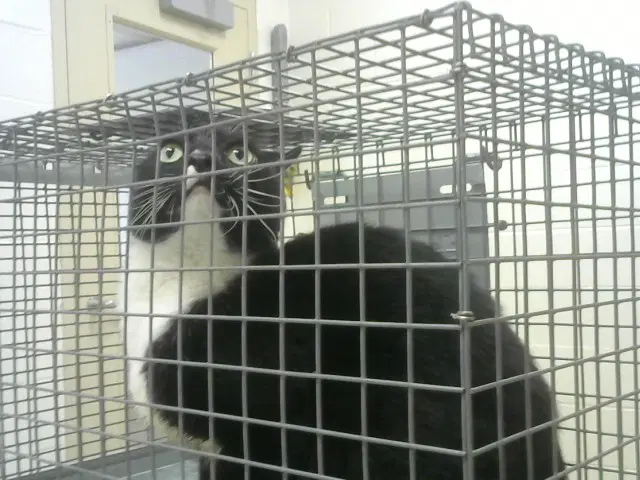 Felix - Domestic Short Hair
