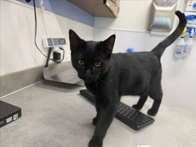 Bagheera - Domestic Short Hair