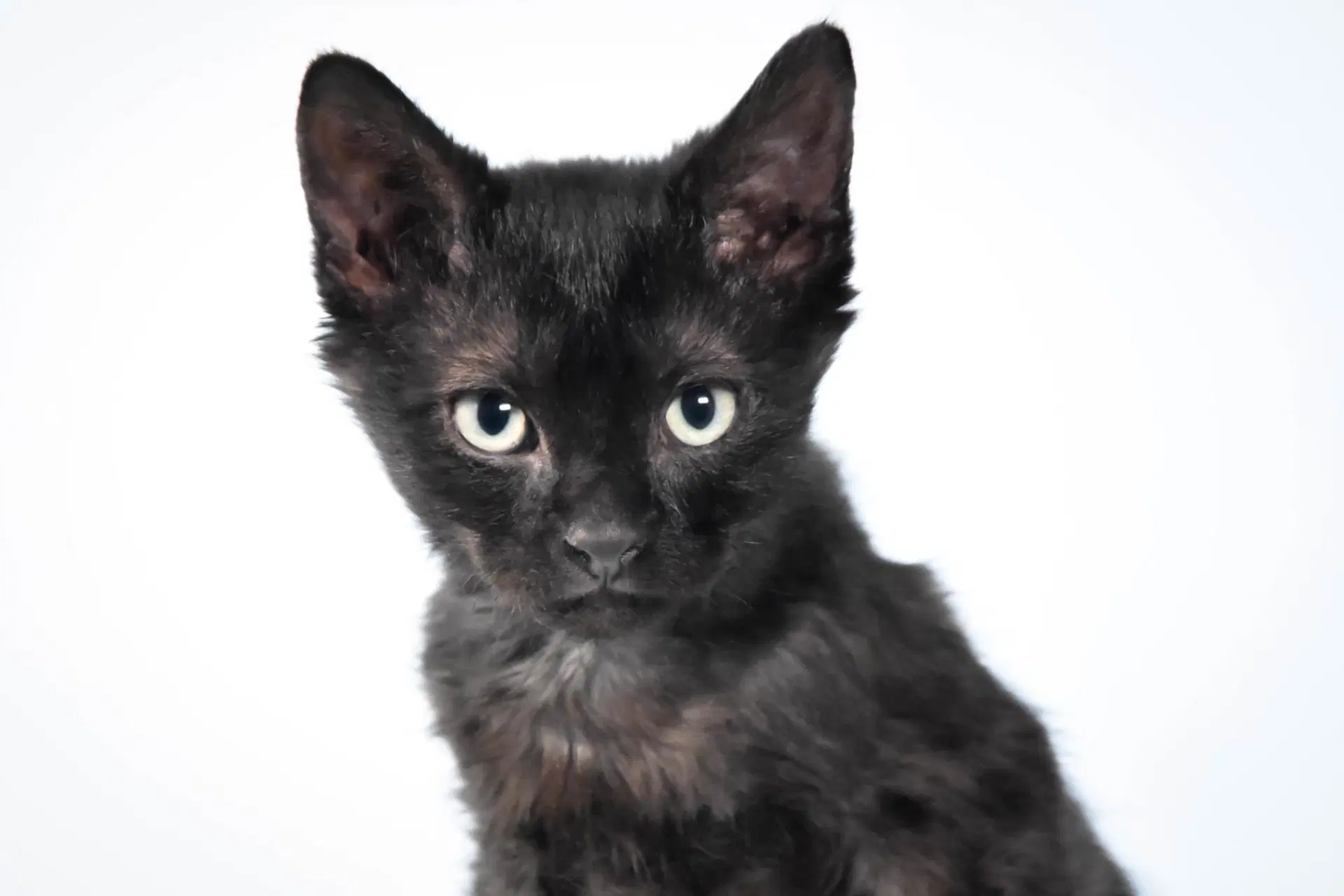 Tennessee - Domestic Short Hair