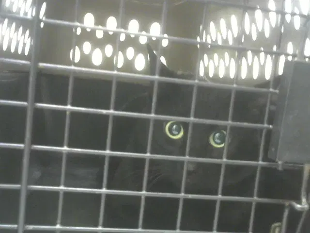 Buddy - Domestic Short Hair