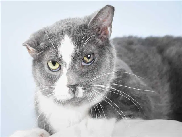 Delilah - Domestic Short Hair