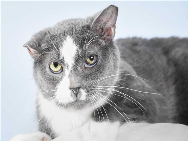 Delilah