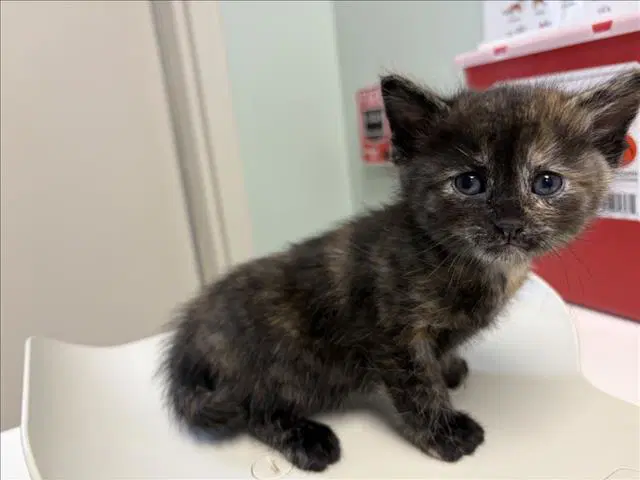 Mana - Domestic Short Hair