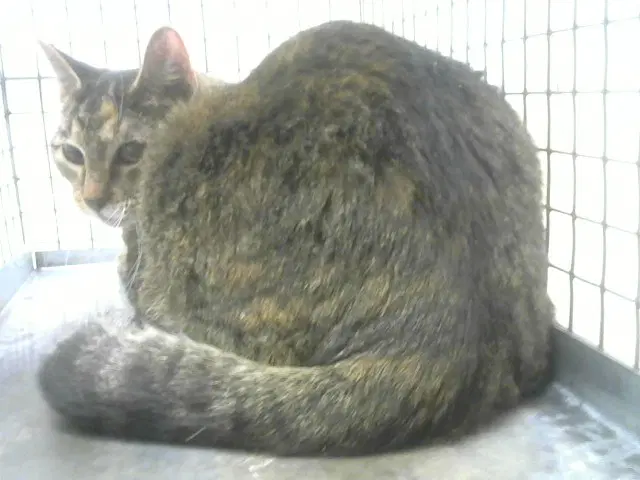 Daisy - Domestic Short Hair