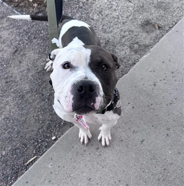Luna Tuna - American Staffordshire Terrier