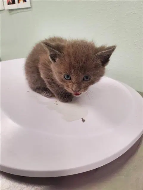 Bates - Domestic Short Hair