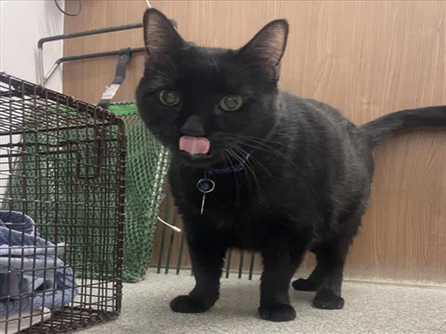 Blaze - Domestic Short Hair