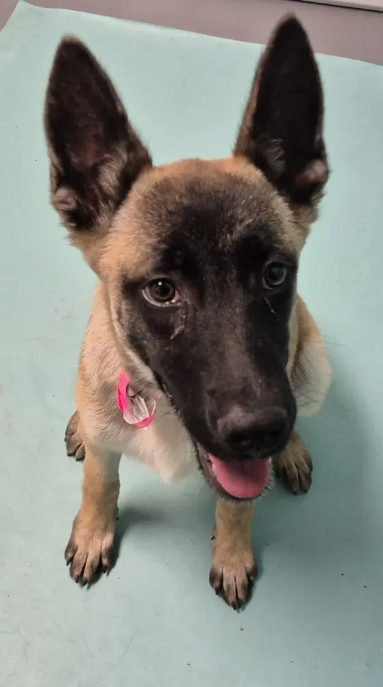 Cleo - Belgian Shepherd Malinois