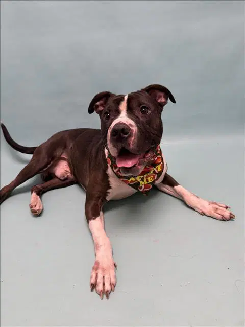 Cube - Pit Bull Terrier