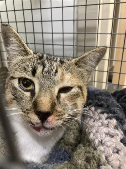 Keirra - Domestic Short Hair