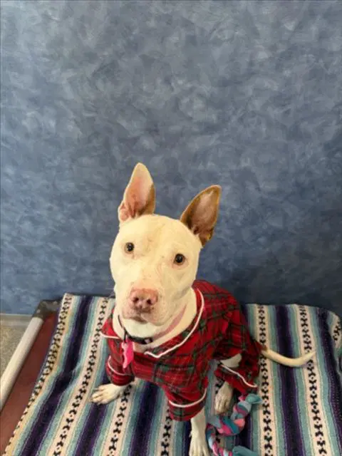 Sweet Pea - Pit Bull Terrier