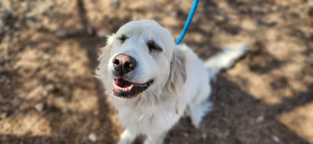 Blanca - Great Pyrenees