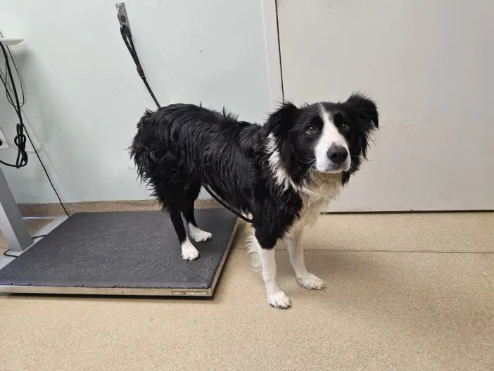 Orbit - Border Collie