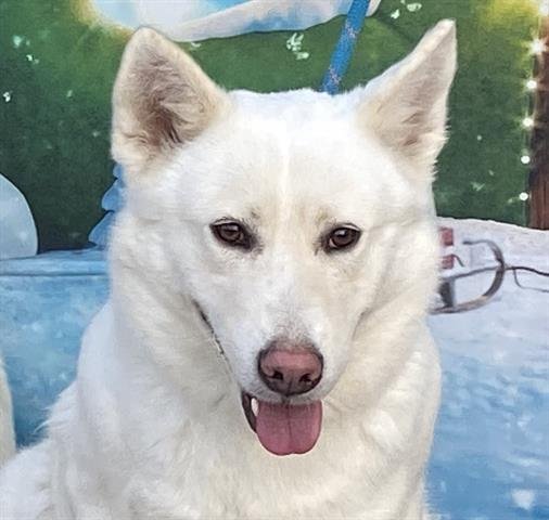 adoptable Dog in Lathrop, CA named ZOLA