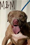 adoptable Dog in lathrop, CA named M&M
