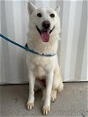 adoptable Dog in lathrop, CA named LADY