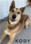 adoptable Dog in lathrop, CA named KODY