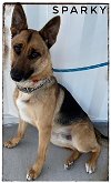 adoptable Dog in lathrop, CA named SPARKY