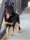 adoptable Dog in lathrop, CA named LUTHER