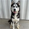 adoptable Dog in lathrop, CA named DENALI