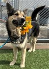 adoptable Dog in la, CA named INDY