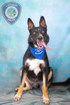 adoptable Dog in lathrop, CA named GUNNER