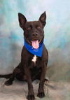 adoptable Dog in lathrop, CA named BOO