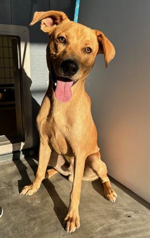 adoptable Dog in Lathrop, CA named RIVER