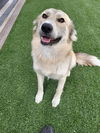 adoptable Dog in  named REMI