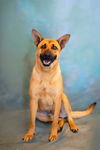 adoptable Dog in lathrop, CA named BUTTERS