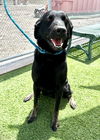 adoptable Dog in lathrop, CA named BOADIE